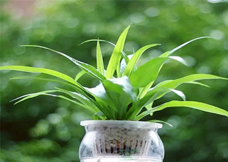 哪些植物能促进学习