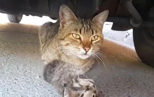开车压死猫预兆什么